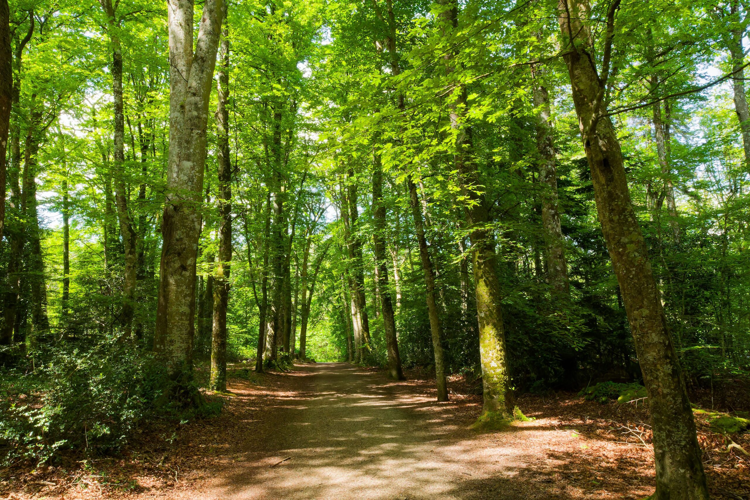 Déstress Express Chemin ouvert dans une forêt verte baignée de soleil